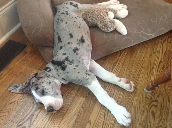Great dane dog sleeping with its upper body on the floor while to bottom part of the body is on its bed