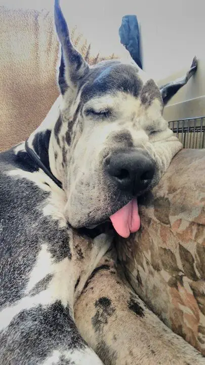 Great dane dog sleeping on the side of the couch with its tongue sticking out