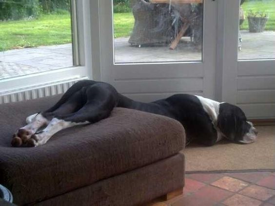 Great dane dog sleeping while its upper part of the body on the floor leaving its butt thru its legs on the chair