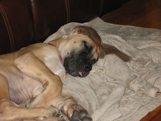 Great dane dog sleeping on floor with its tongue sticking out