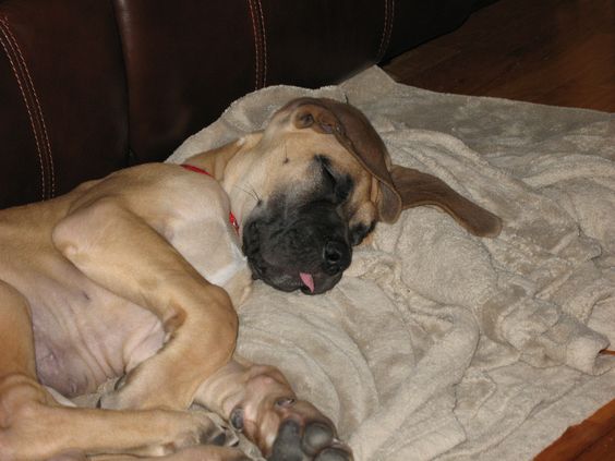 Great dane dog sleeping on floor with its tongue sticking out