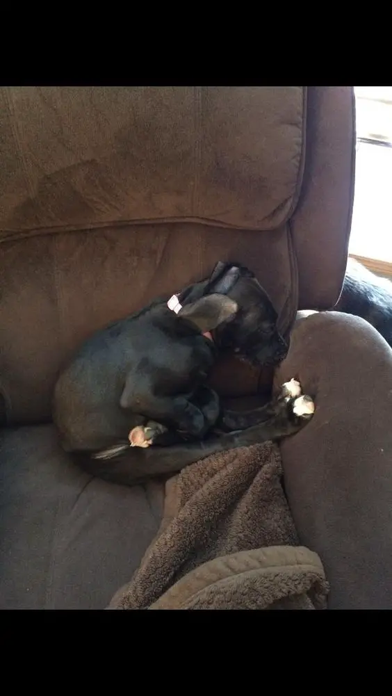 Great dane puppy sleeping on the side of the sofa in a sitting position with its feet straight to the sofa arms as well as its face