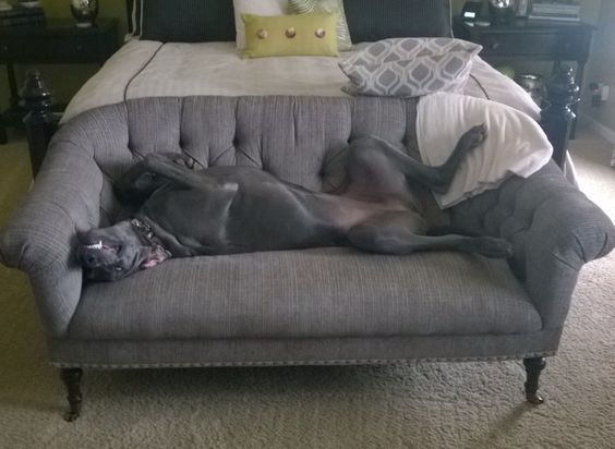 sleeping Great dane dog on the sofa lying on its back