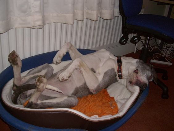 Great dane dog sleeping on its bed while lying on its back