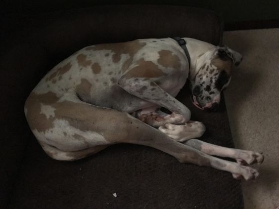 Great dane dog on the couch sleeping in a curled up positon