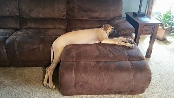 Great dane dog sleeping on the sofa with its feet falling to the floor