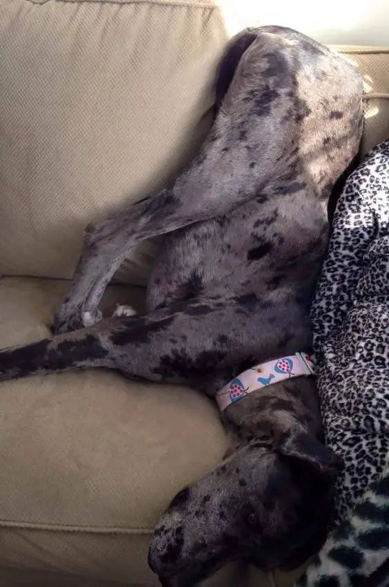 Great dane dog sleeping upside down on the sofa with its butt against the side of the sofa pillow