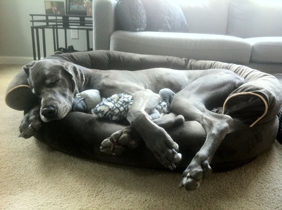 Great dane dog sleeping on its side in its bed in the living room
