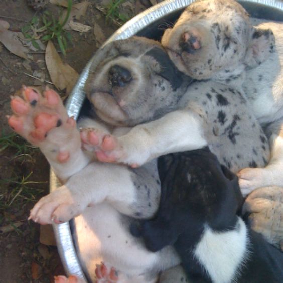 Great dane puppies snuggled up with each other while sleeping