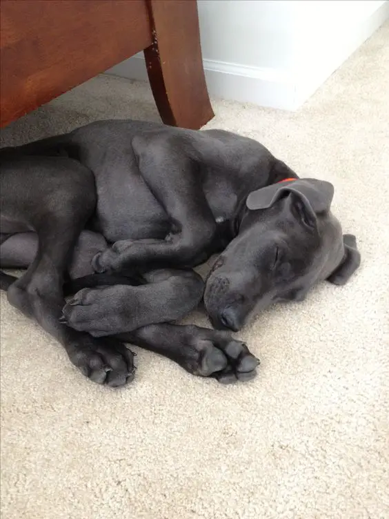 black Great dane puppy sleeping in a curled up position on the floor
