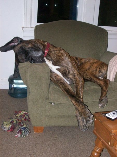 Great Dane dog sleeping on the sofa chair