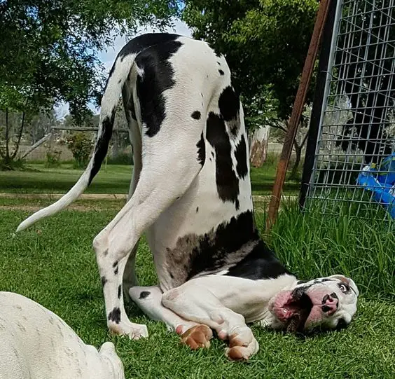 Great Dane dog at the park with its upper body on the grass while its butt is up
