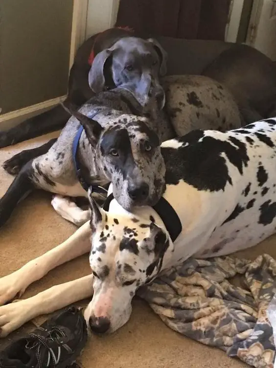 Great Dane dog sleeping on the floor with its friends
