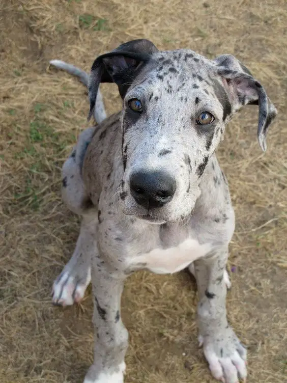 A Grey Great Dane sitting on the ground