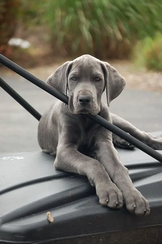 A Grey Great Dane puppy lying on top of the car