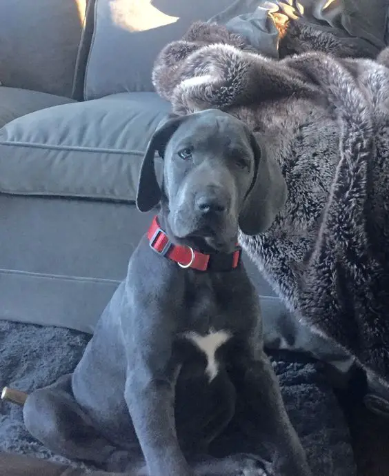 A Grey Great Dane sitting on the carpet