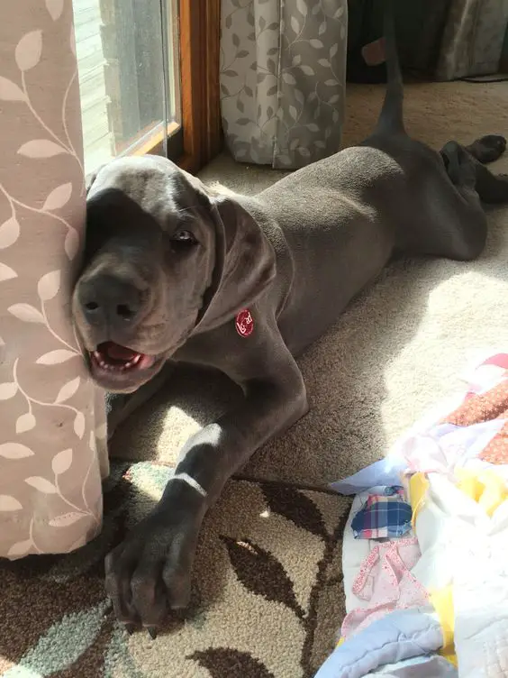 A Grey Great Dane lying on the floor next to the window