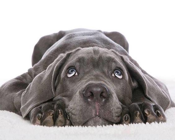 A Grey Great Dane lying on the floor while looking up with its begging eyes