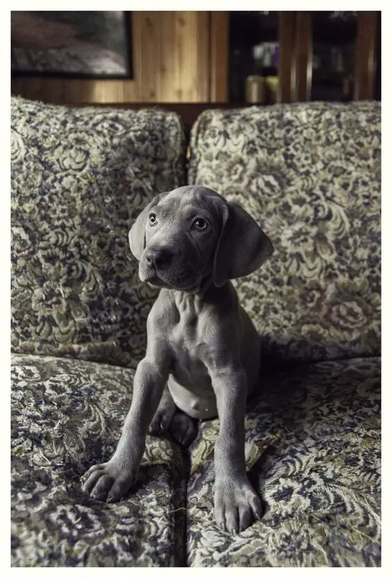A Grey Great Dane puppy sitting on the couch