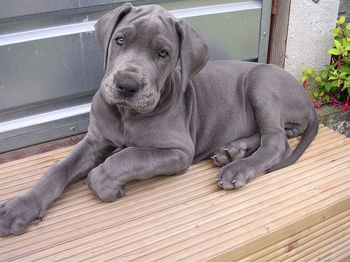 A Grey Great Dane puppy lying on top of the wooden bench