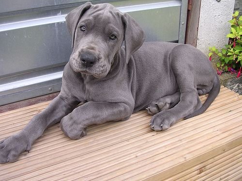 A Grey Great Dane puppy lying on top of the wooden bench