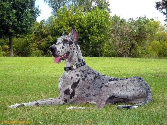 A Grey Great Dane lying on the grass while smiling with its tongue out