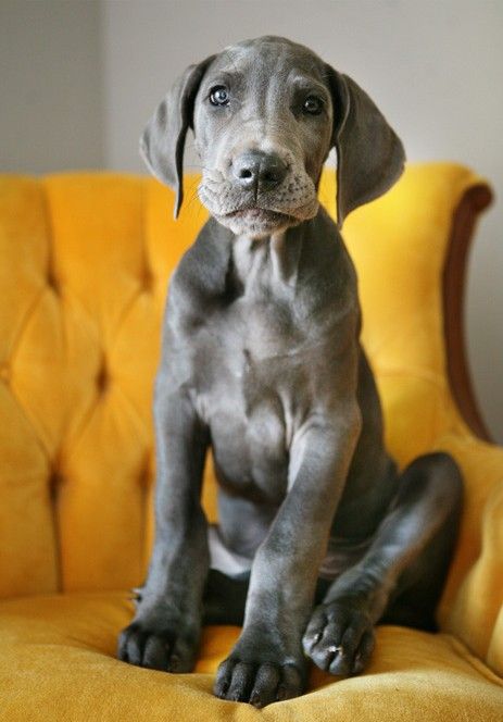 A Grey Great Dane on the chair