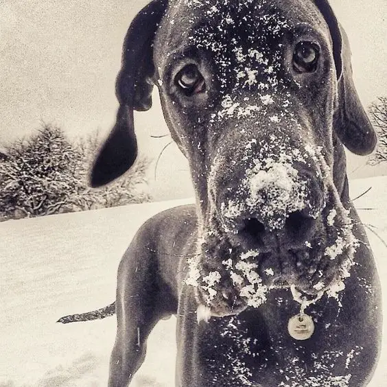 A Grey Great Dane standing in snow with snow on its face