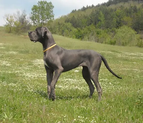 A Grey Great Dane standing in the grass