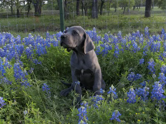 A Grey Great Dane puppy sitting in the field of blue flowers