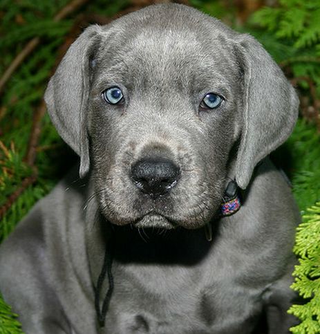 A Grey Great Dane puppy in the forest