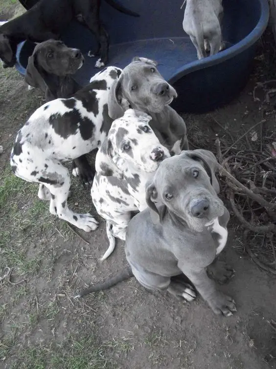 A Grey Great Dane puppies sitting on the ground