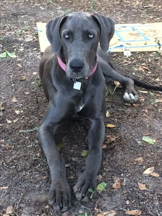 A Grey Great Dane lying on the ground