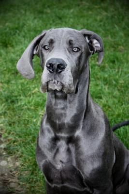 A Grey Great Dane sitting on the grass
