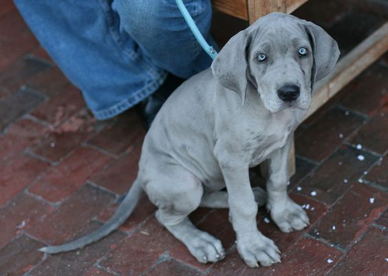 A Grey Great Dane puppy sitting on the pavement
