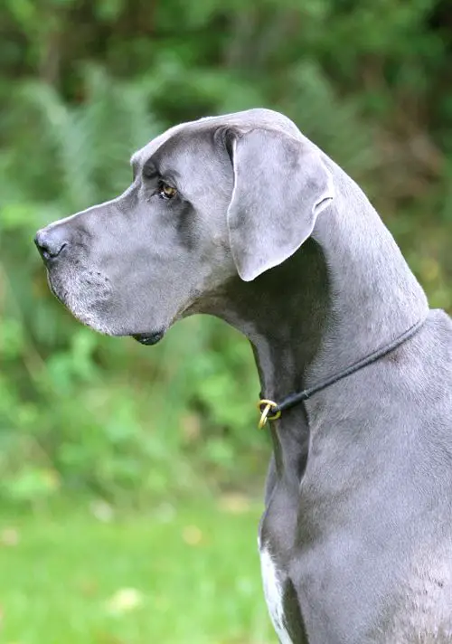 A Grey Great Dane sitting at the park