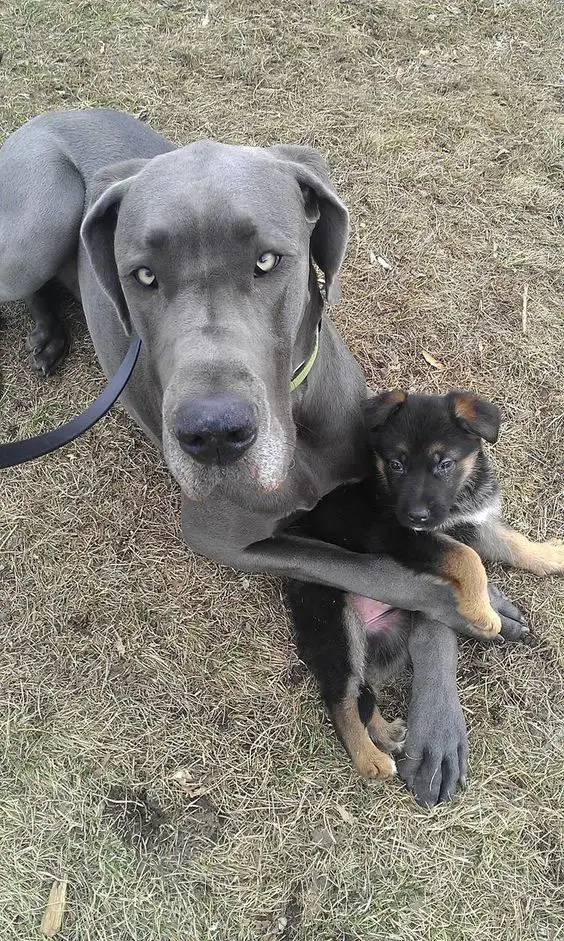 A Grey Great Dane lying on the ground with a puppy