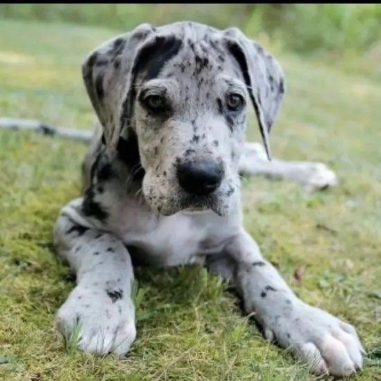 A Grey Great Dane puppy lying on the grass