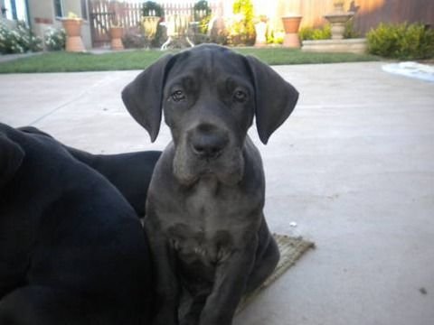 A Grey Great Dane puppy lying on the pavement