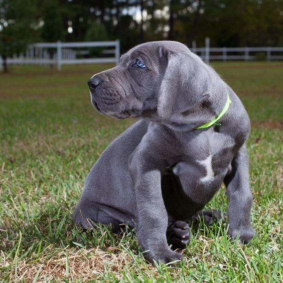 A Grey Great Dane sitting in the yard