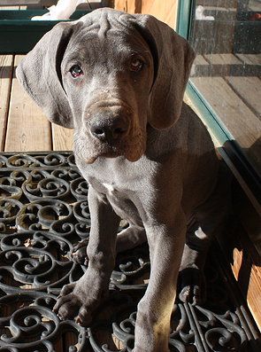 A Grey Great Dane puppy sitting on the carpet in the front porch