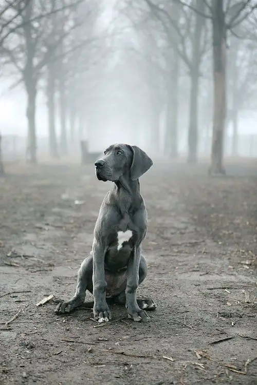 A Grey Great Dane sitting in the forest