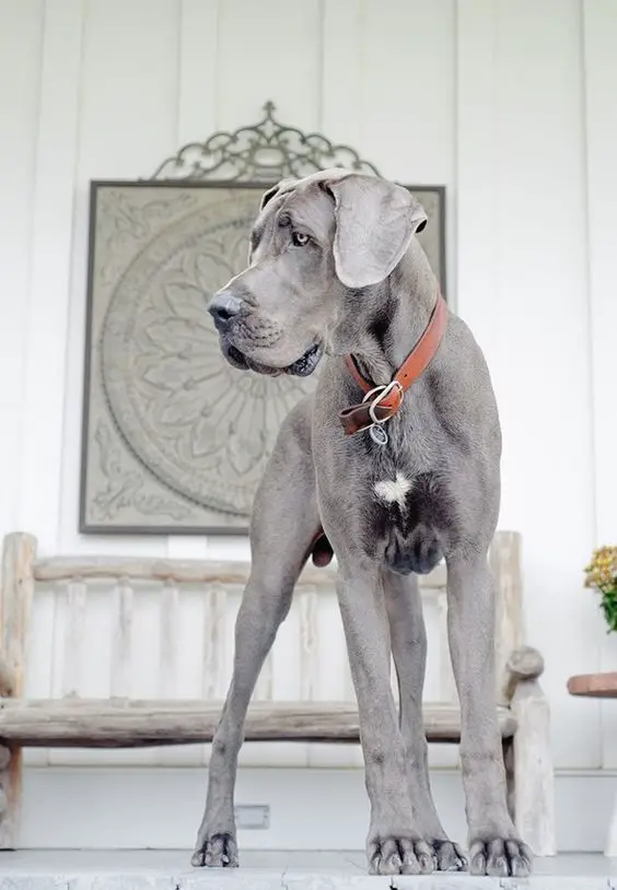 A Grey Great Dane standing in the front porch