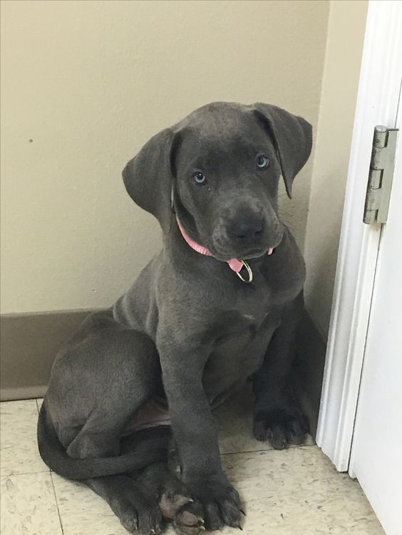 A Grey Great Dane puppy sitting in the corner