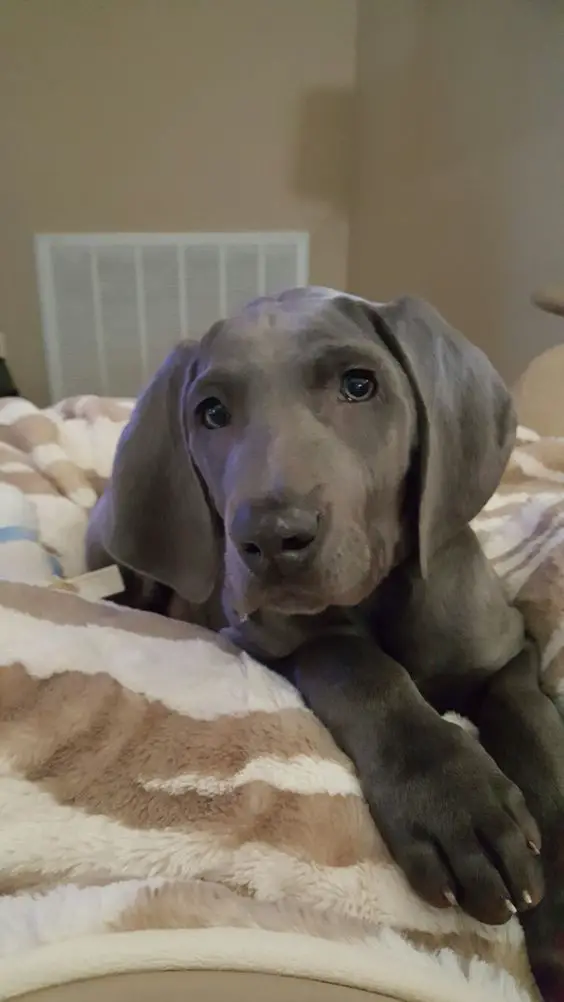 A Grey Great Dane puppy lying on top the bed