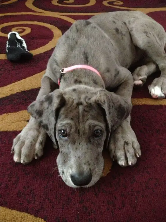 A Grey Great Dane puppy lying on the floor