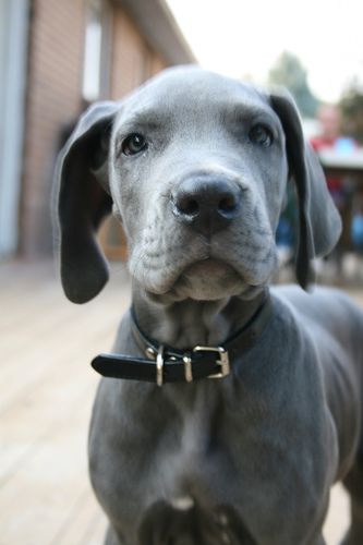 A Grey Great Dane puppy standing on the floor