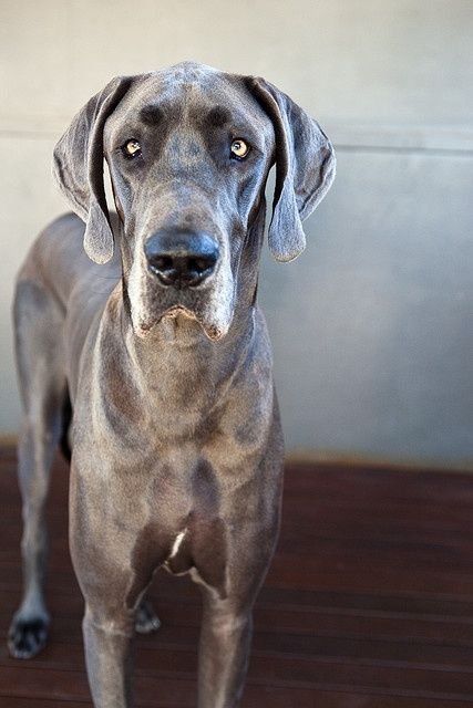 A Grey Great Dane standing on the floor