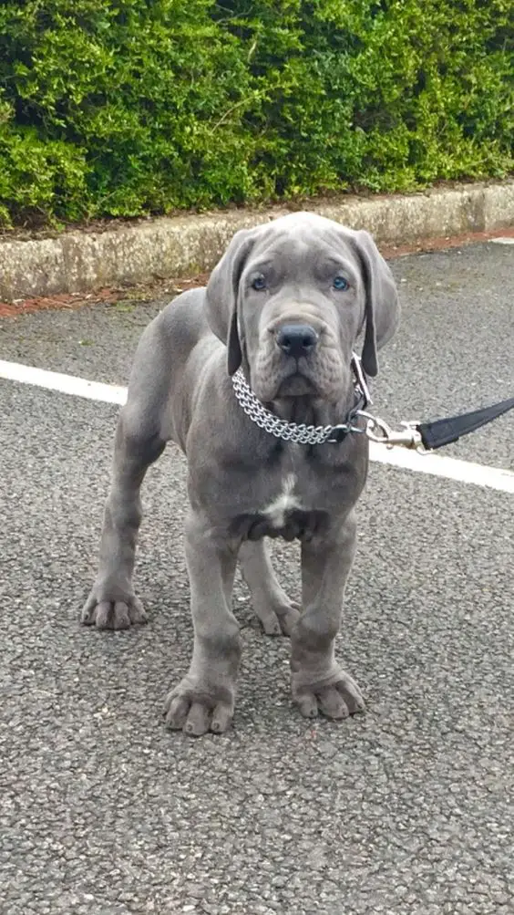 A Grey Great Dane puppy standing in the pavement