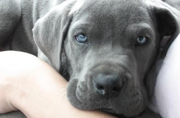 grey great dane